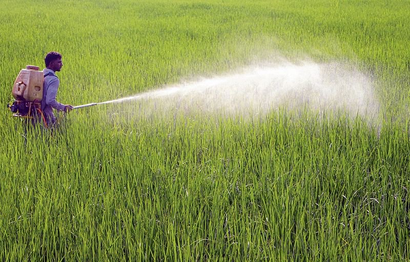 Deficient rains take toll on paddy plantation, acreage dips 15.6 lakh hectares