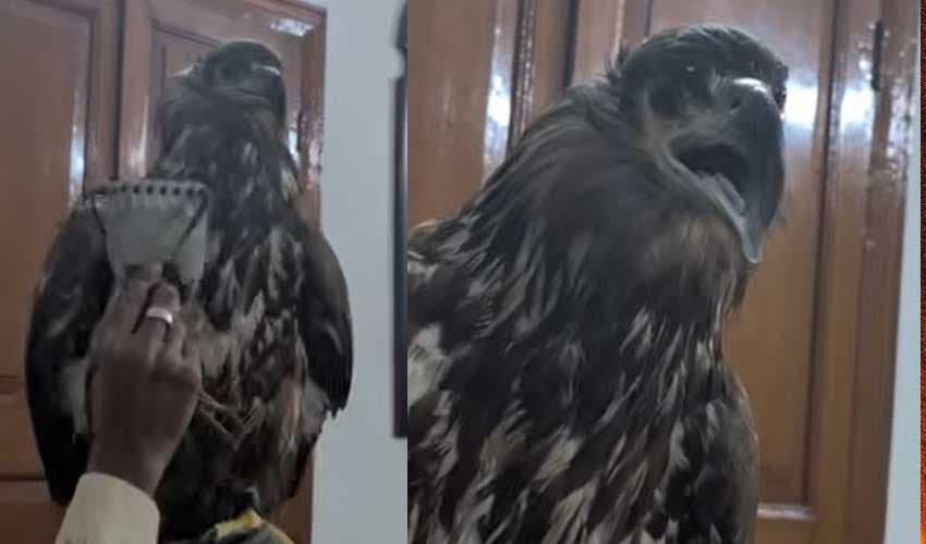 Rare white-tailed eagle rescued from hunters in Pakistan