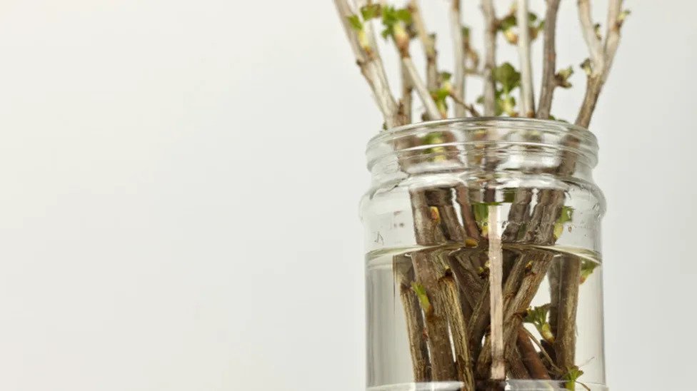 The Delicious Fruit Tree You Can Grow From Cuttings For Endless Produce
