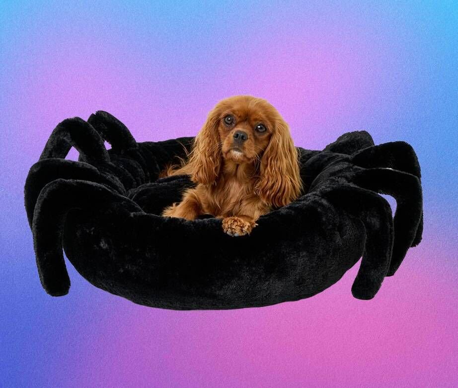 Dog and cat owners snap up Halloween pet costumes from £2