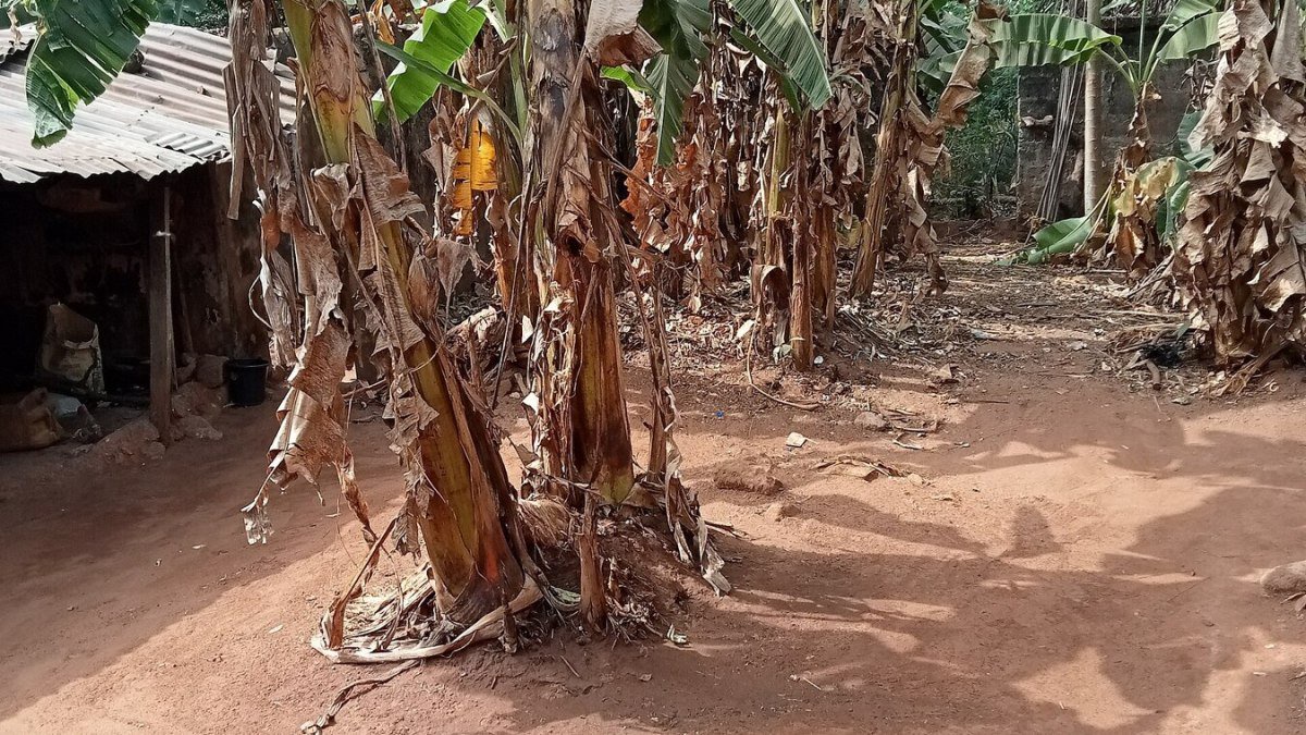 Plantain Farming in Nigeria: Spacing, Suckers and Disease