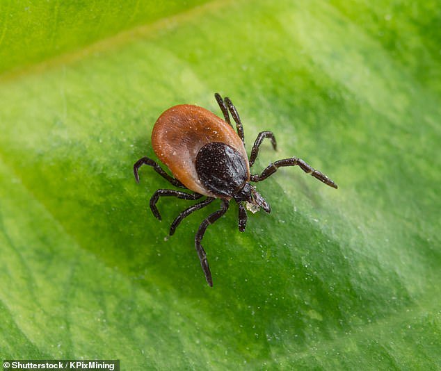 Florida man diagnosed with rare case of ‘rabbit fever’… as insect-borne illnesses surge across the state