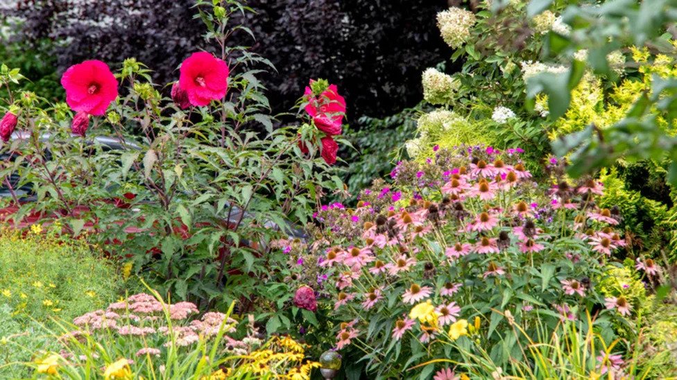 The Hardy Shrub That Explodes With Gorgeous Pink Blooms In October