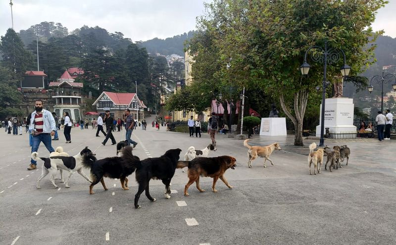 Himachal: Shimla census finds 280 aggressive dogs