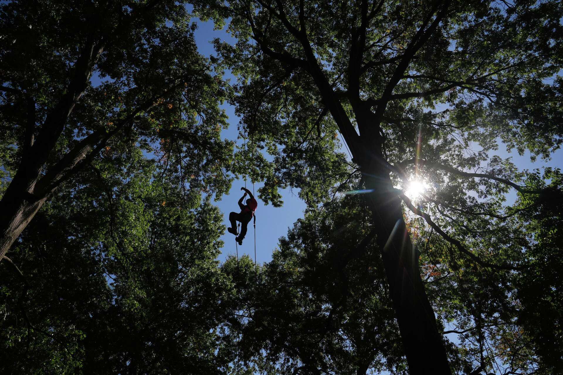 Climbers scale St. Louis trees during international tree climbing competition