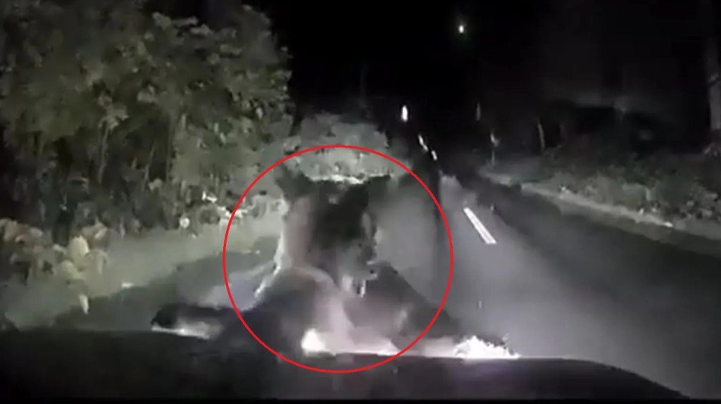 Shocking moment huge bear with cub attacks car and bites vehicle as horrified driver desperately locks the doors