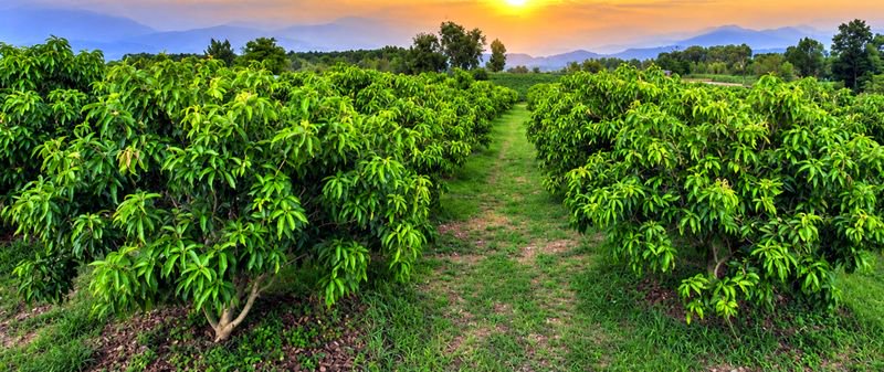 Himachal: Weather vagaries take a bite out of Kangra mango crop