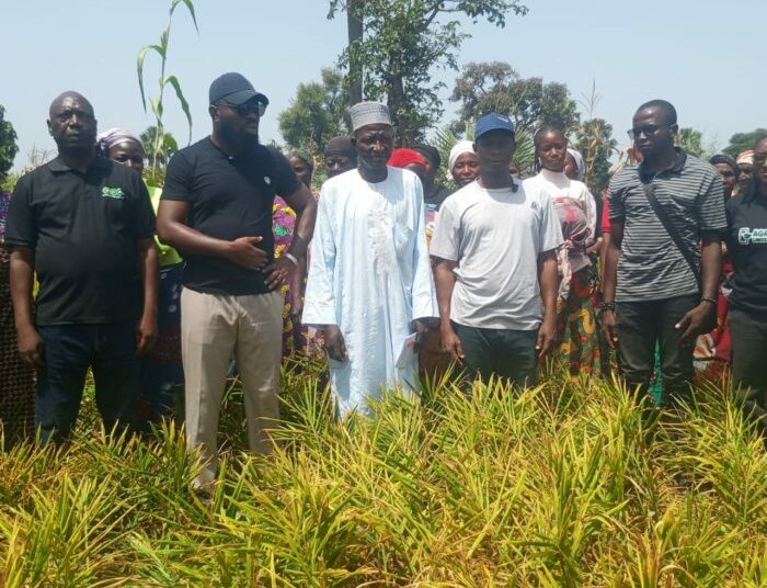 BoA Targets 3m Tonnes Of Ginger Production In 5 Years