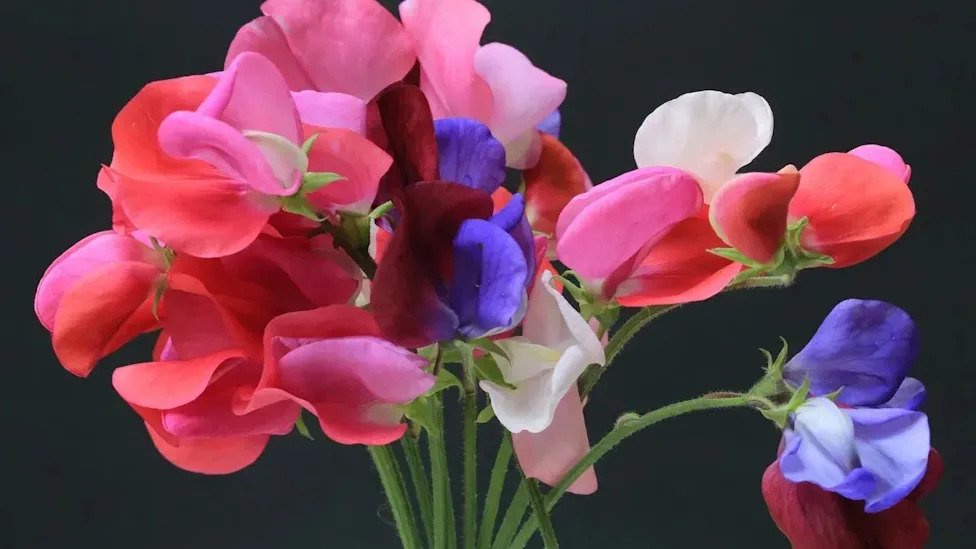The Fertilizer Mistake That Keeps Sweet Peas From Blooming