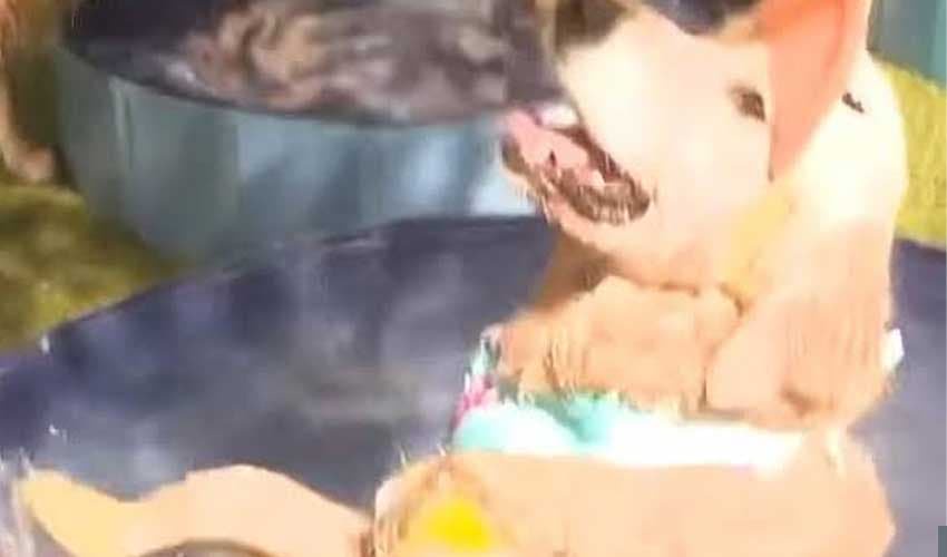 Dogs set new world record at Nevada pool party