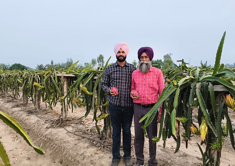Kapurthala teacher quits job, takes up dragon fruit farming to fulfil father’s lifelong dream