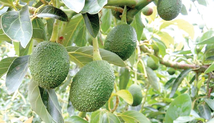 Kenya halts avocado sea shipments over low production