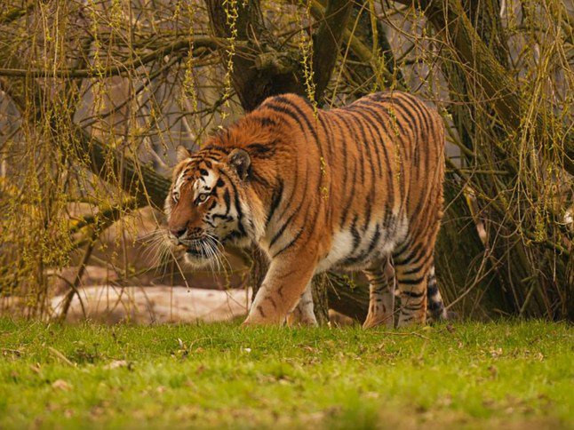Man killed in tiger enclosure ‘grabbed by throat’ seconds after ‘scaling fence’