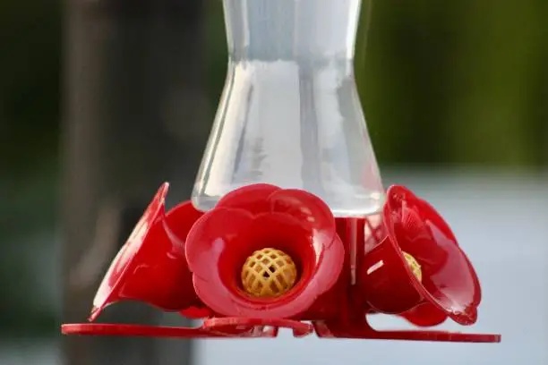 How to Attract Hummingbirds to a New Feeder