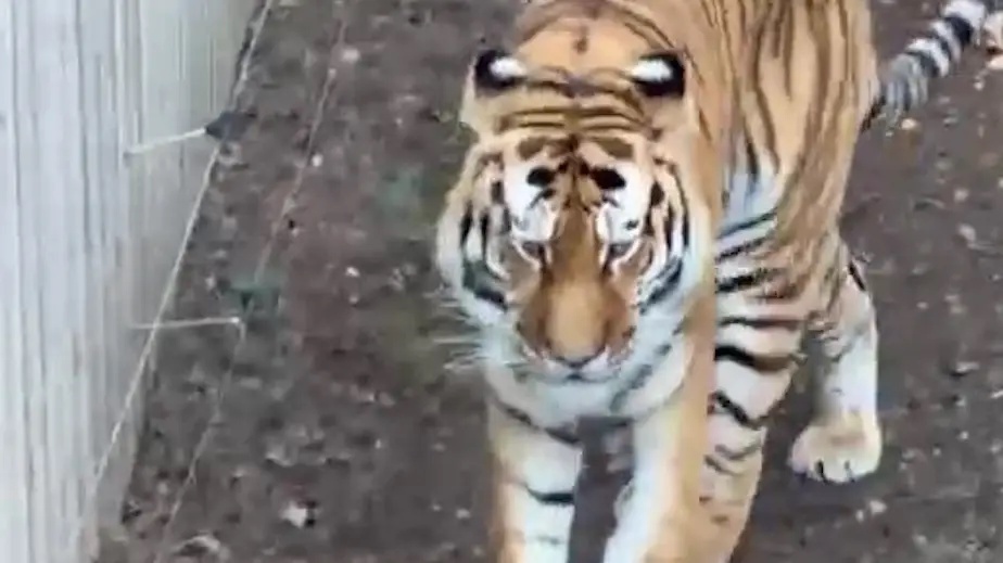 Yorkshire tiger attack victim was told to ‘play dead’ by witnesses after he was seen ‘praying and bowing’