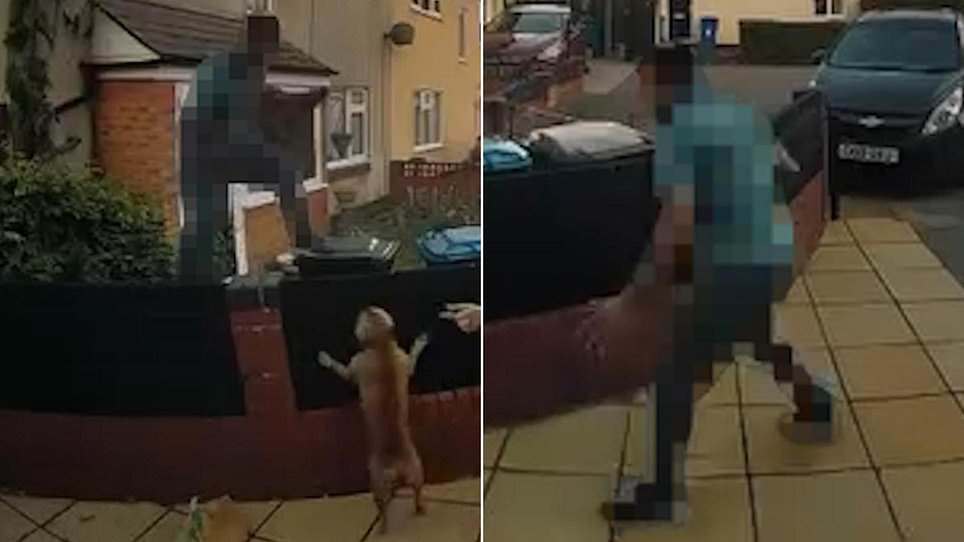 Terrified delivery driver jumps fence to escape customer’s small dogs
