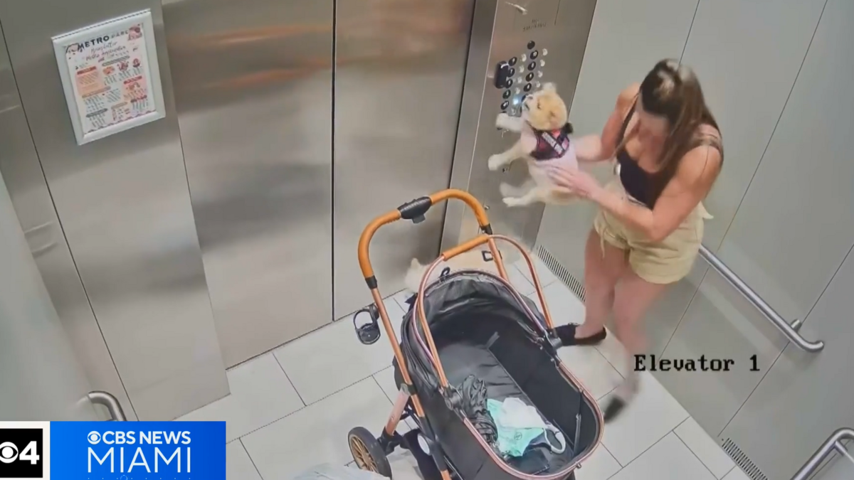 Abused dog’s second-chance home ends in more brutal beatings, cops say