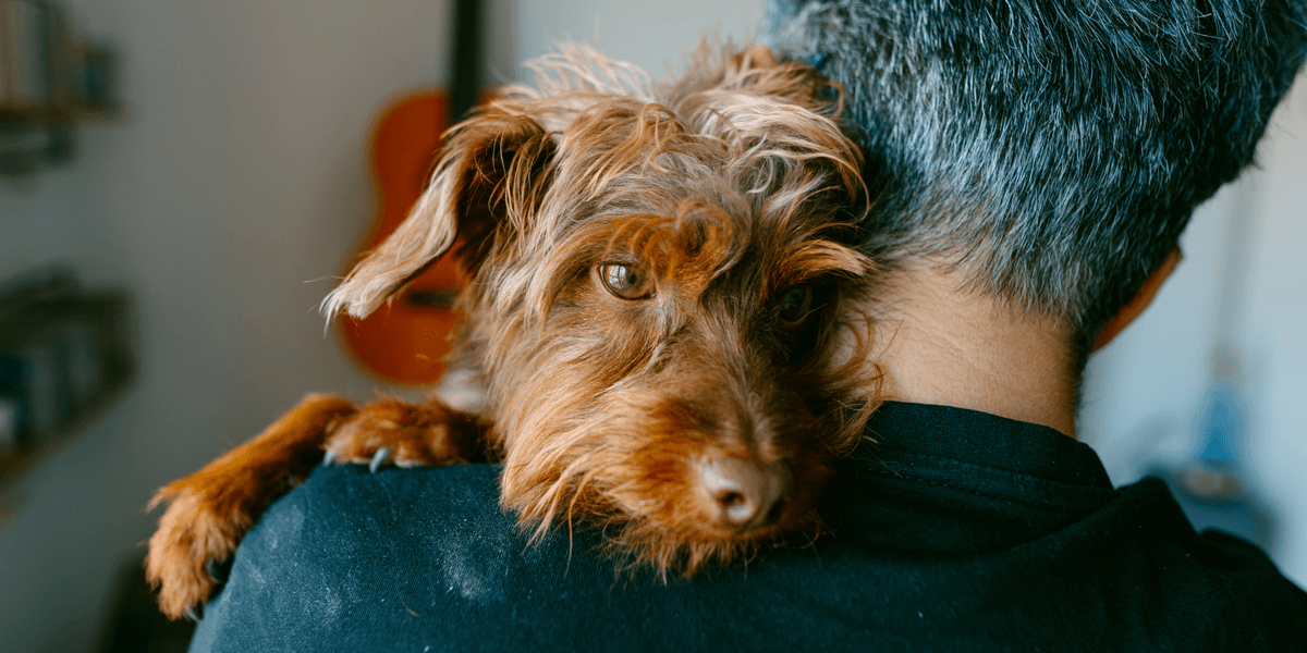Scientists reveal dogs are able to link sounds with shapes just like humans